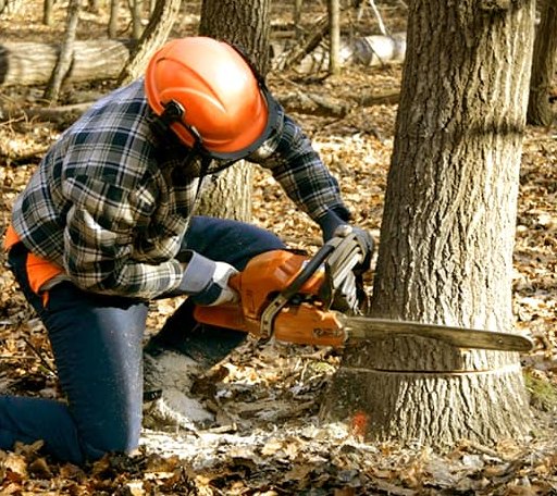 Tree Removal in West Halifax, VT
